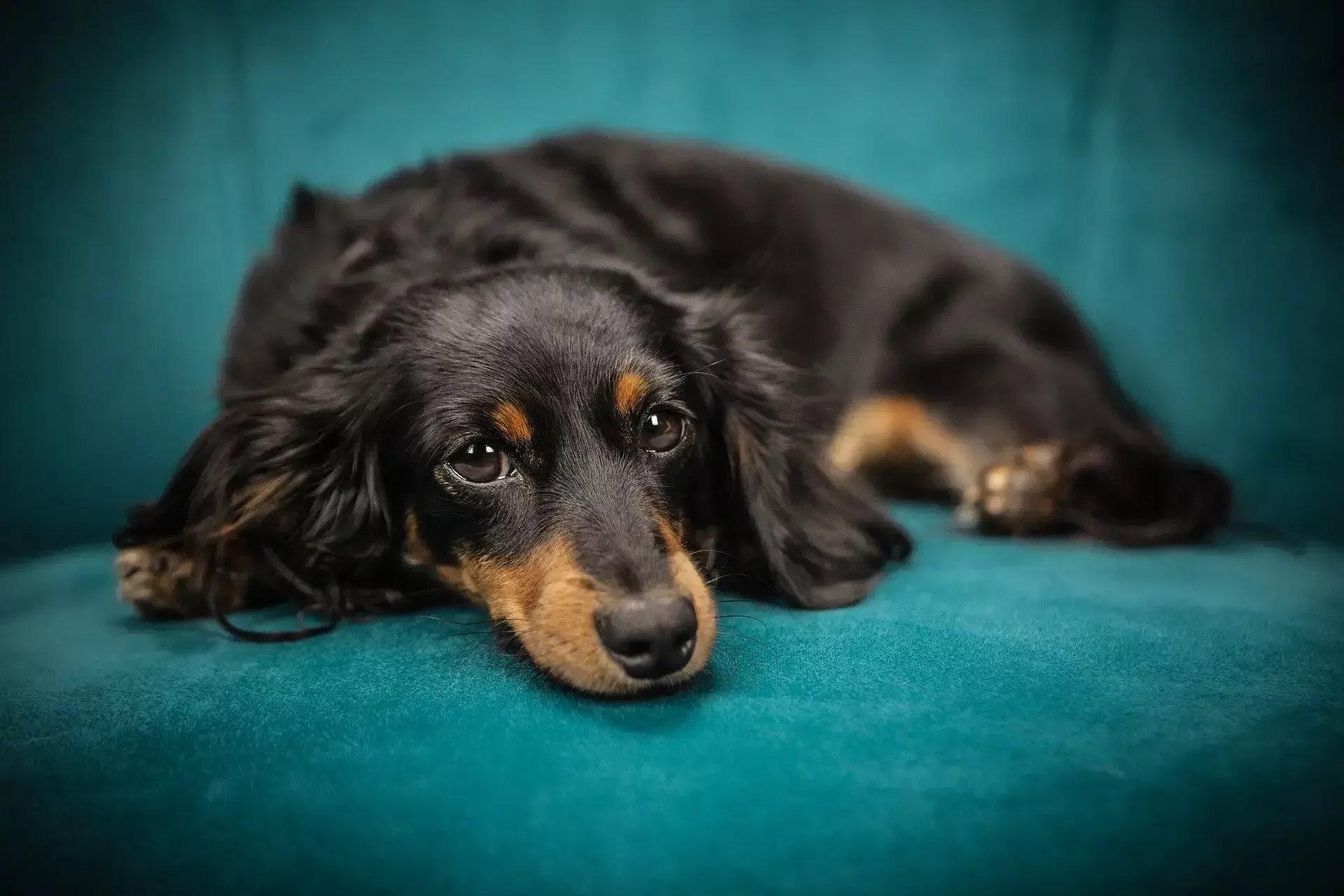 Hundehalterhaftpflicht